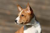 BASENJI 210